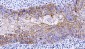 Anti-CD55 Antibody Picoband™ (monoclonal, 5B9E1)